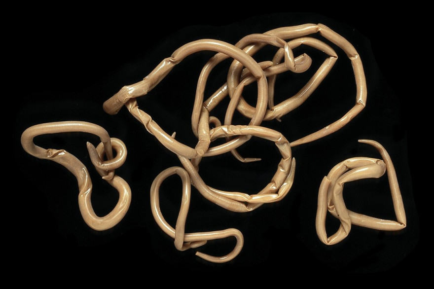 Des vers parasites (illustration)