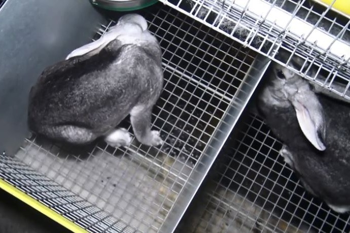 Les lapins vivent des cages exiguës.