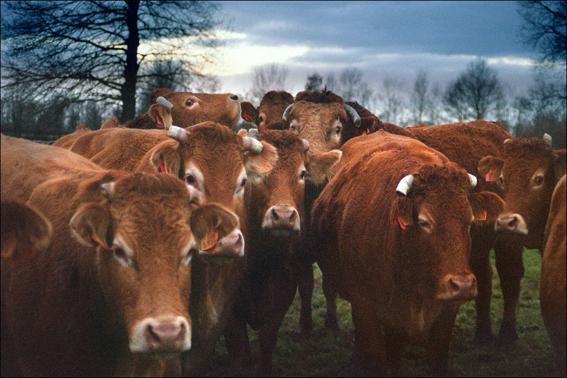Des vaches limousines (Illustration).
