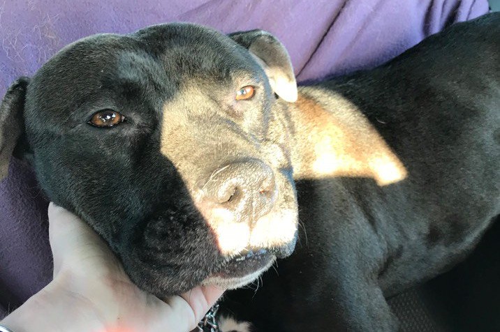 Gucci, le chien traîné par un scooter va mieux et attend une famille d'accueil.