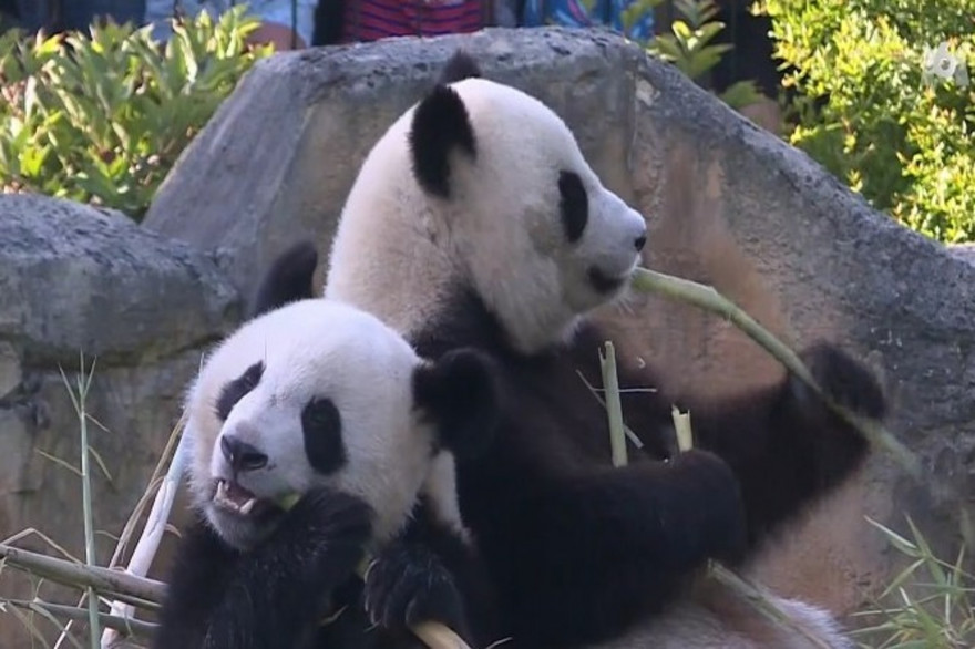 Zoo de Beauval : le panda Yuan Meng fête ses deux ans