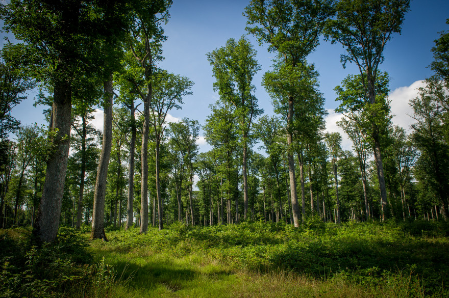 Une forêt de chênes dans le centre de la France (Illustration)