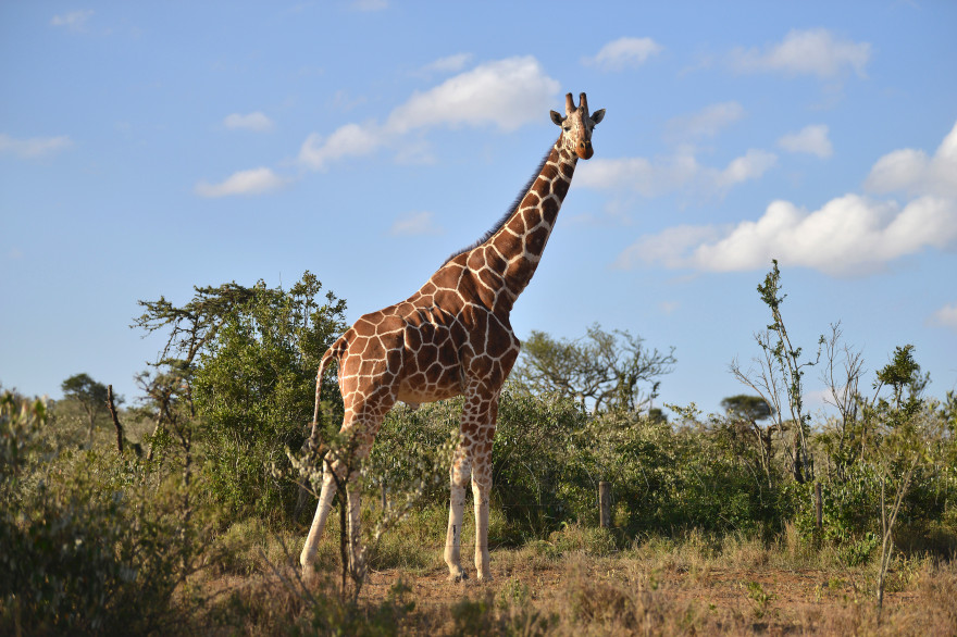 Une girafe (Illustration).