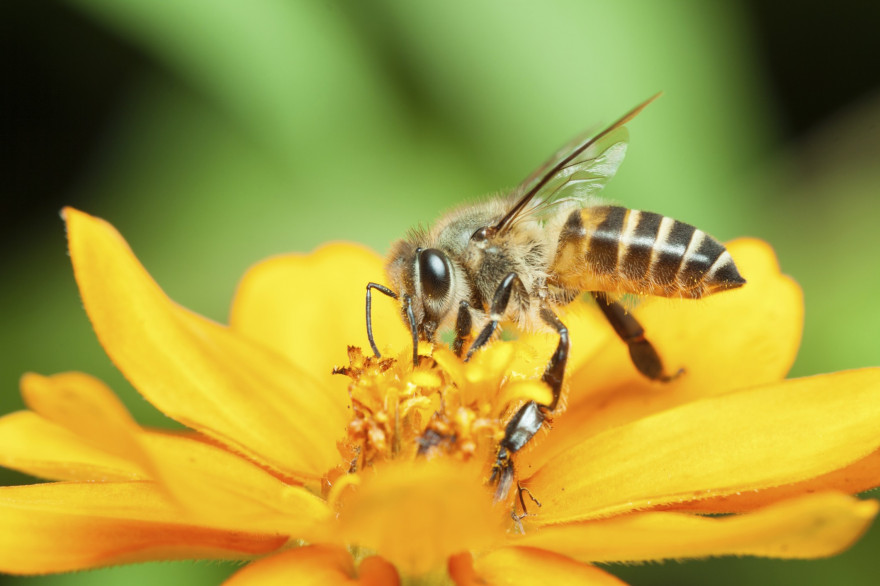Une abeille butinant (Illustration)