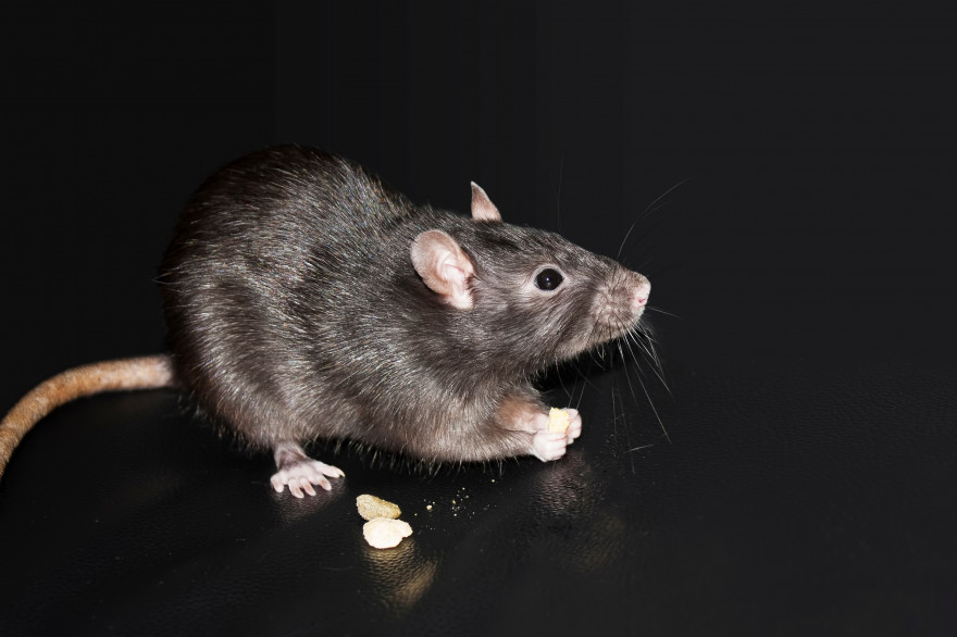 La leptospirose est excrétée dans l'urine du rat et s'attrape à causes de lésions cutanées ou par les muqueuses