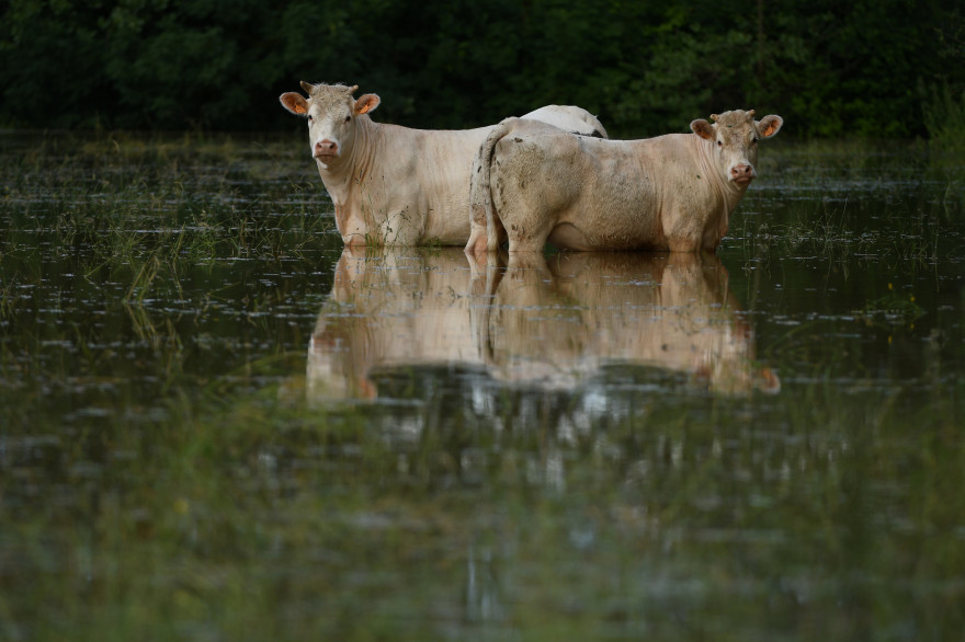 À Tennie (Sarthe), des vaches sont bloquées dans un champ inondé, le 12 juin.