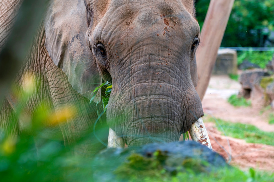 Un éléphant dans un zoo à Amnéville, le 15 juin 2018 (Illustration)