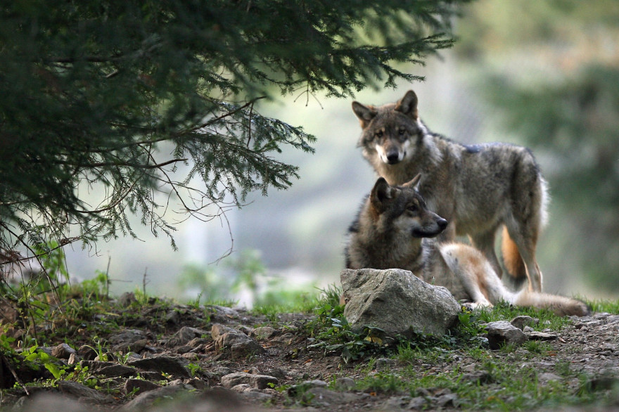 Des loups (illustration)