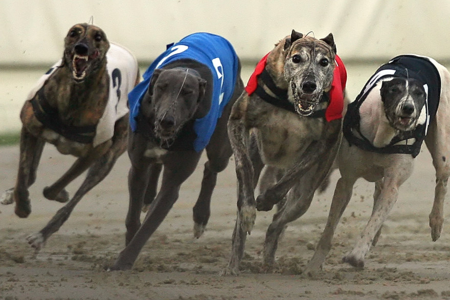 Vous ne pourrez bientôt plus parier sur les courses de lévriers