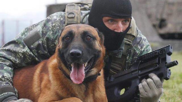 Un berger belge malinois (illustration)