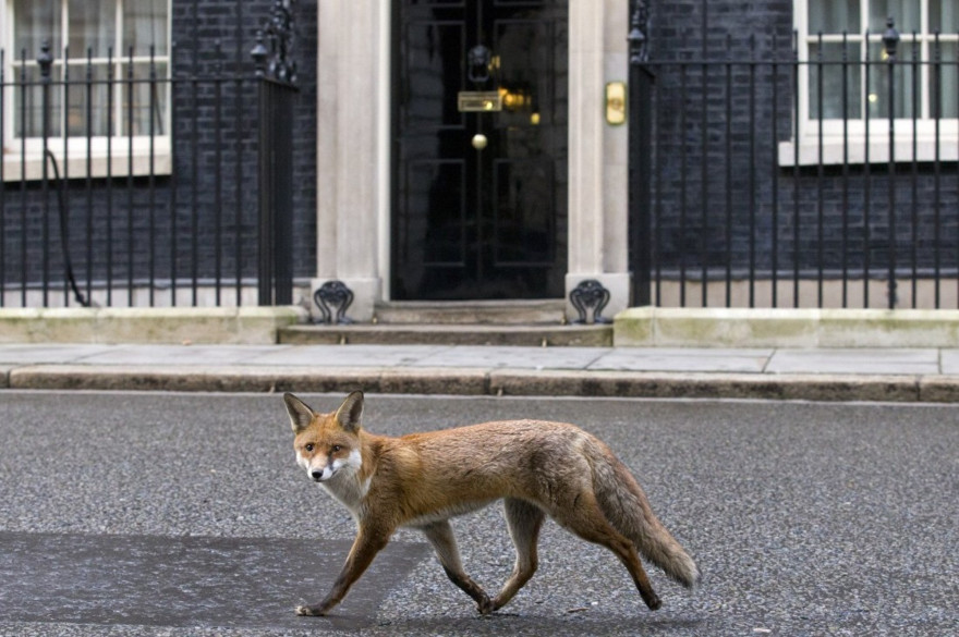 Un renard à Londres. (illustration)