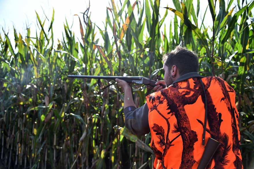 Un chasseur le jour de l'ouverture de la chasse en septembre 2017 (image d'illustration)
