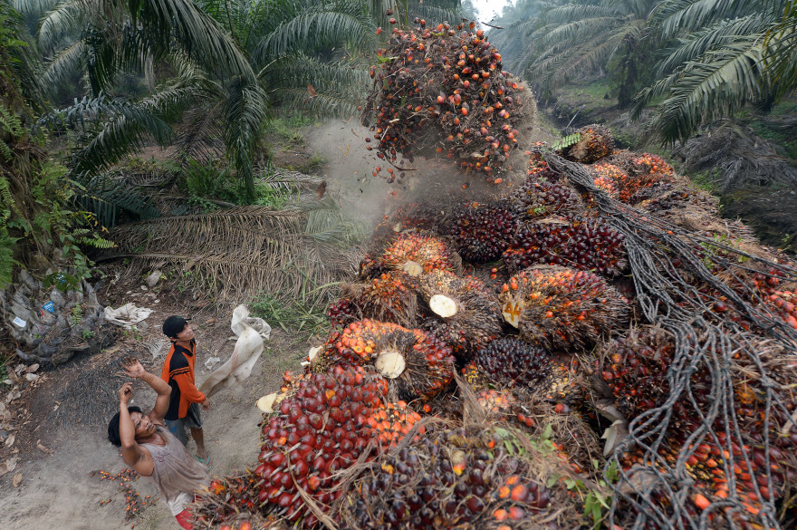 Des employés chargent un camion dans une plantation de palmiers à huile en Indonésie.