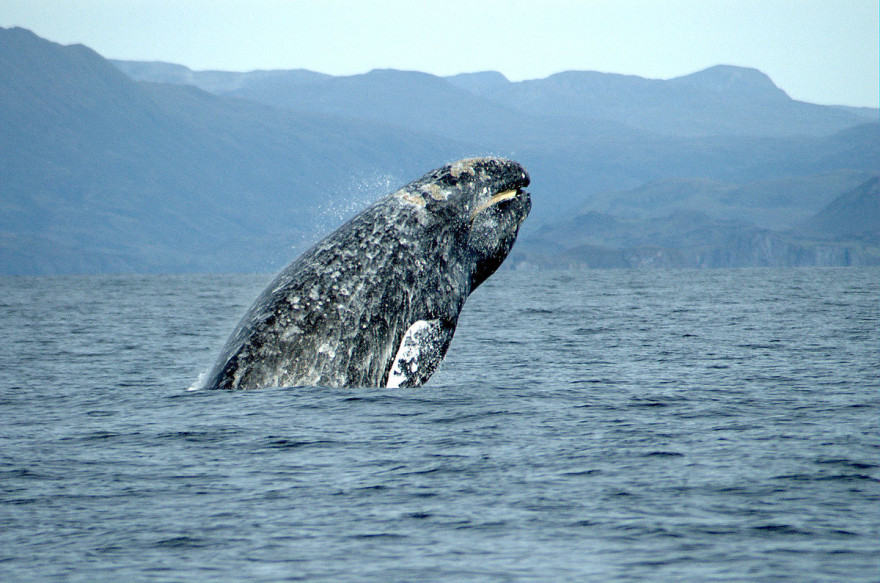 Déclarée en danger extrême d'extinction en 2003, la baleine grise occidentale a vu sa population augmenter de 60% en une décennie.