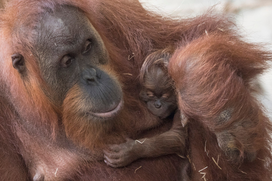 Une femelle orang-outan avec son petit (photo d'illustration).