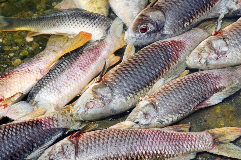 Poissons morts (photo d'illustration)