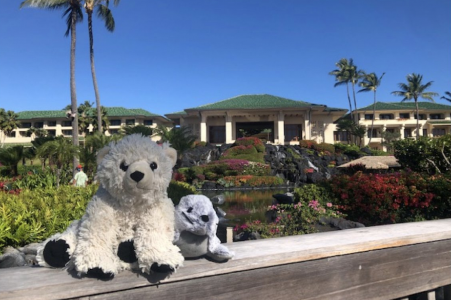 Le doudou était resté à l'hôtel d'Hawaï
