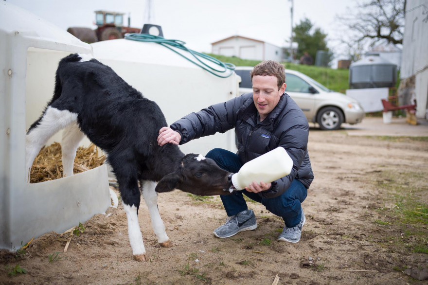 Mark Zuckerberg nourrit un veau lors d'une visite dans une ferme à Blanchardville, Wisconsin, en avril 2017