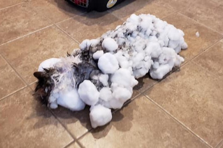 Fluffy, la chatte retrouvée congelée dans la neige et sauvée par les vétérinaires