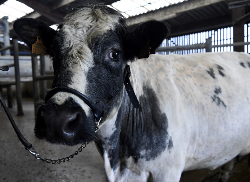 La vache "Imminence", égérie du salon de l'agriculture 2019