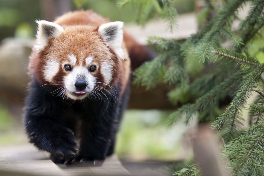 Un panda roux au zoo d'Amneville (illustration)