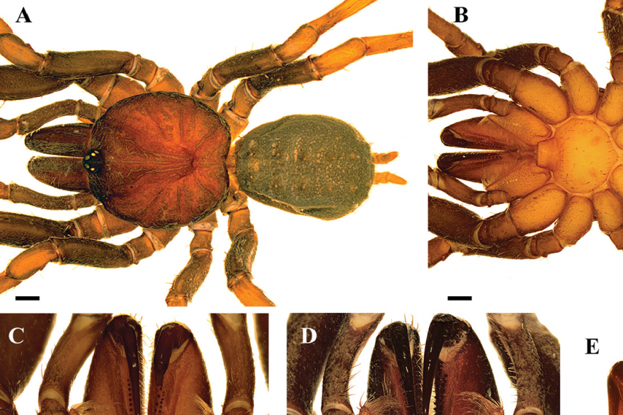 Araignées
