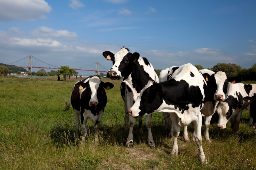Des vaches (Illustration)