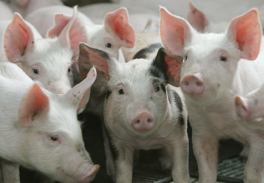 Des cochons en élevage (illustration)