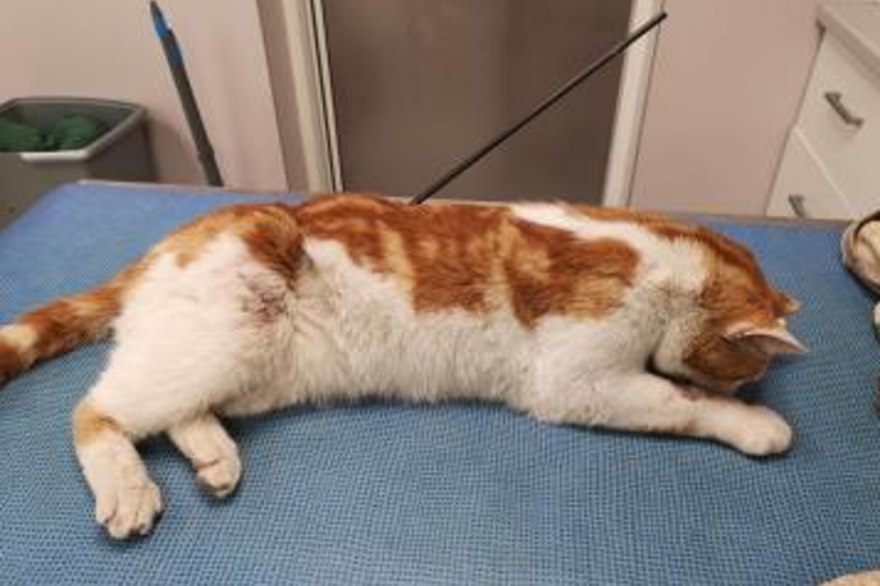 Le chat Abricot chez le vétérinaire, le 10 avril 2019