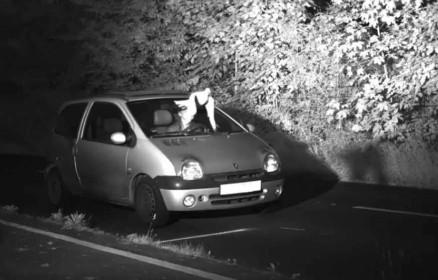 Un automobiliste allemand flashé en même temps qu'une colombe, à Viersen.