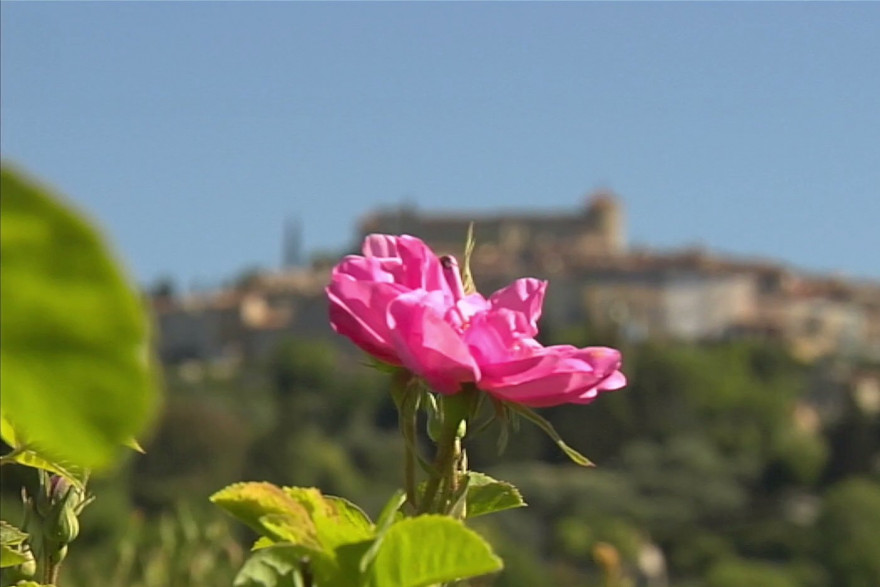 Grasse inscrite au patrimoine immatériel de l'Unesco