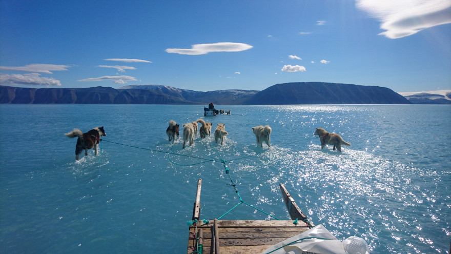 Des chiens de traîneaux courant sur la glace fondue de la banquise du Groenland, le 13 juin 2019