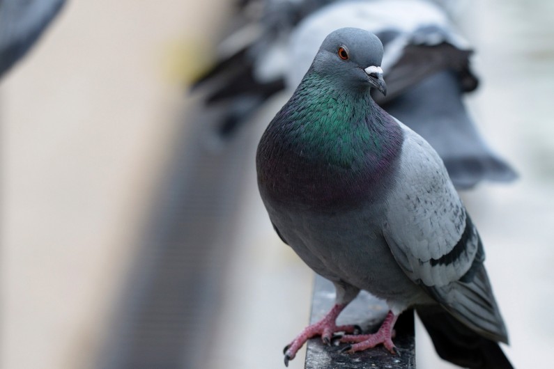 Un pigeon (illustration).