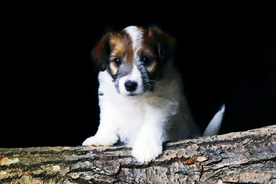 Un chiot Jack Russel (illustration)