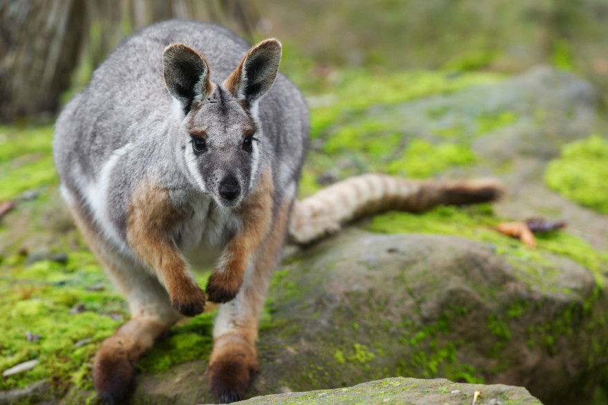 Un bébé wallaby (image d'illustration)