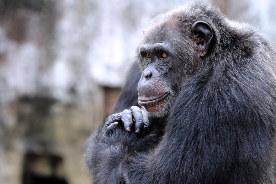 Un chimpanzé (illustration)