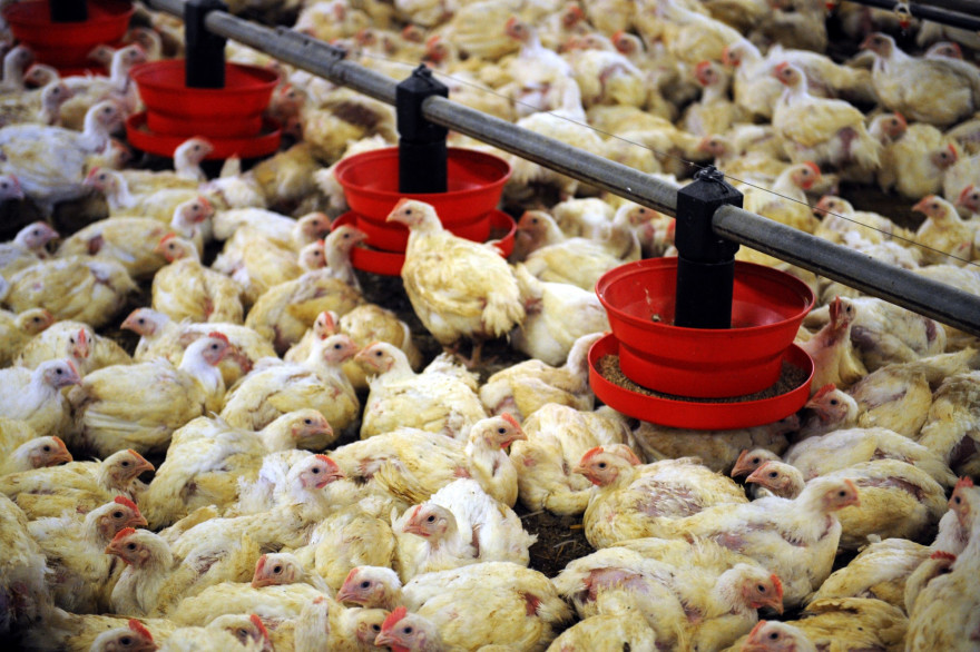 Un élevage de poulets (illustration)
