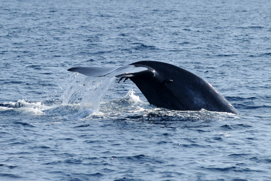 La nageoire caudale d'une baleine bleue au Sri Lanka.