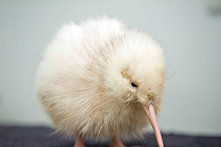 Nouvelle-Zélande : un kiwi blanc rare meurt après une intervention chirurgicale