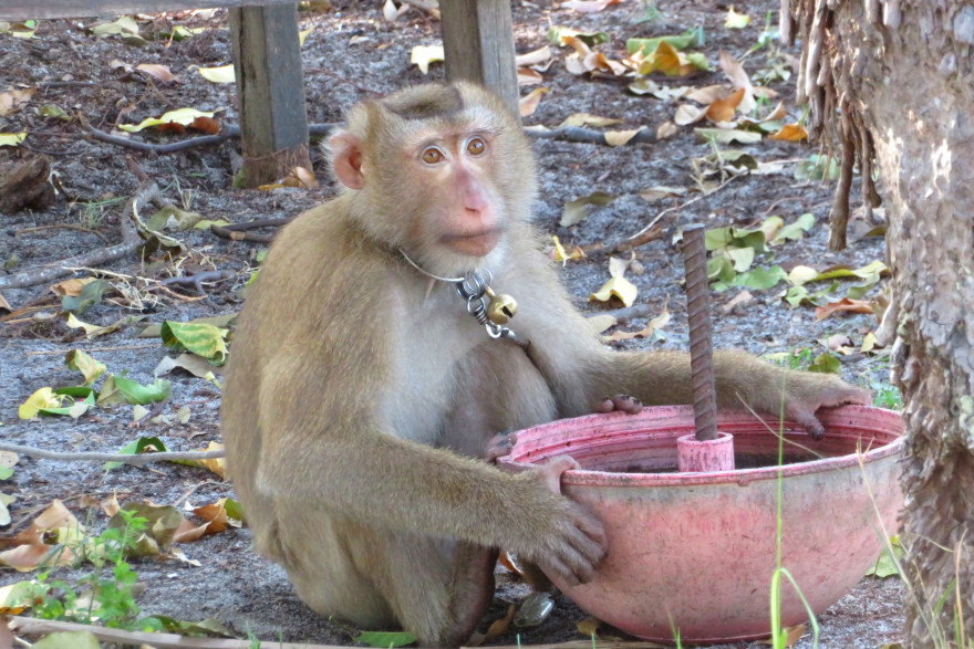 En Thaïlande, des singes sont utilisés pour récolter des noix de coco