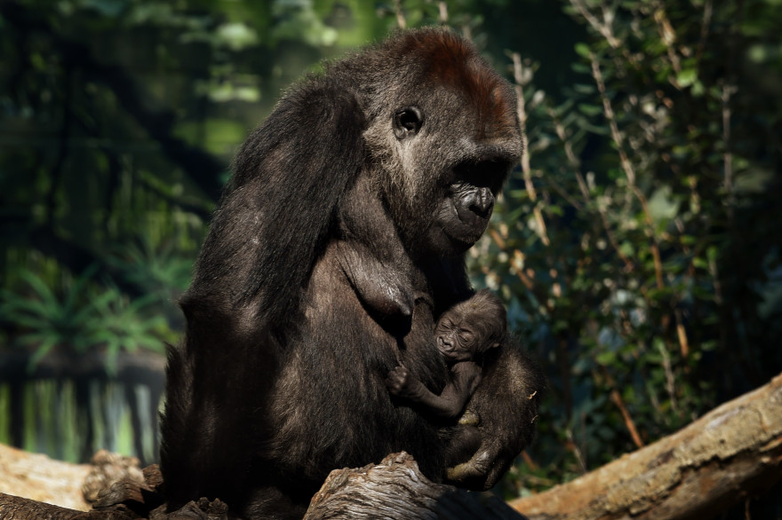 Une gorille et son petit, au zoo de San Diego, aux États-Unis, en janvier 2015