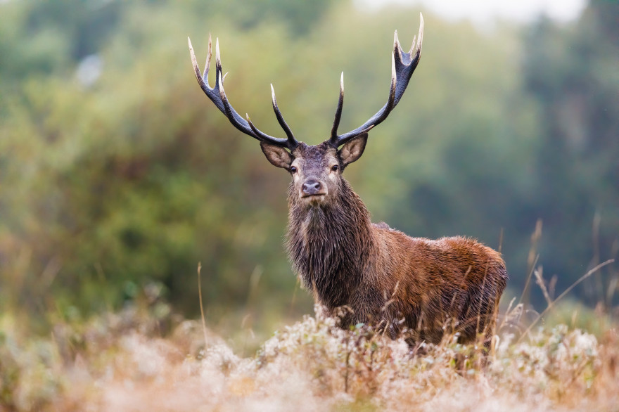 Un cerf (illustration)