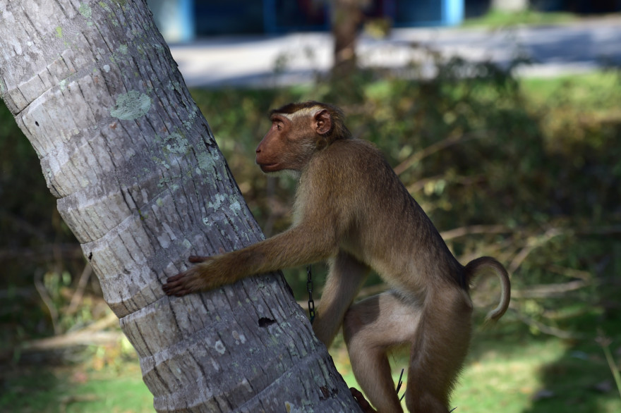 Un macaque (illustration).