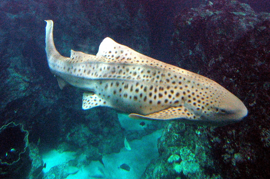 Un requin-zèbre.