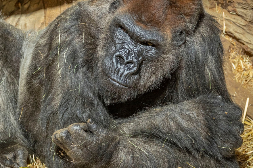 Winston, un gorille infecté par le coronavirus au zoo de San Diego en Californie (États-Unis)