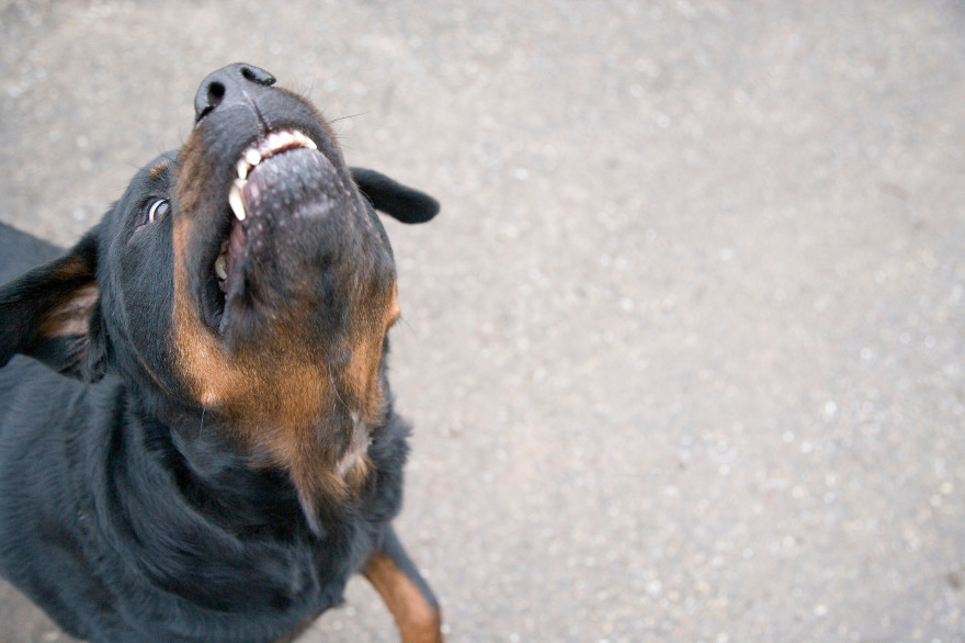 Un rottweiller (Illustration)