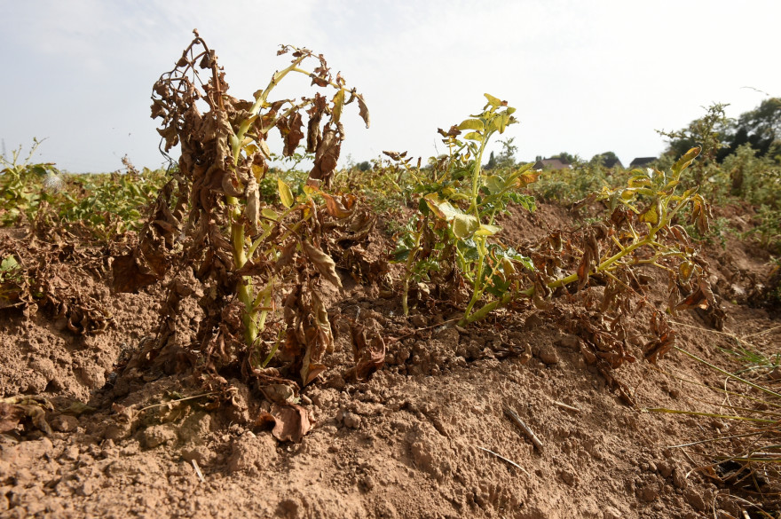 Un plant de pommes de terre affecté par la sécheresse dans les Hauts-de-France en 2018 (illustration)