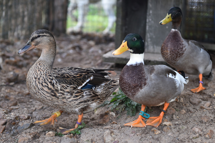 Des canards colverts près d’Aubigne Racan, dans le nord-ouest de la France, le 15 octobre 2017.