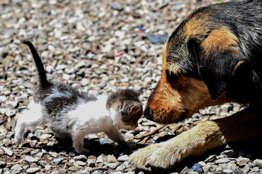 Les chiens et les chats qui souffrent de fièvre, toux ou difficultés respiratoires peuvent être testés pour le coronavirus en Corée du Sud (illustration)