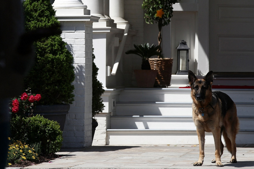 Champ, l'un des deux chiens de Joe Biden, jugé "dégoûtant" par certains conservateurs